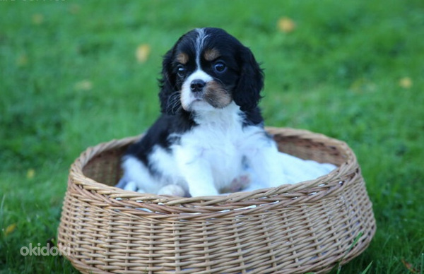 Kavaliera Kinga Čarlza Spaniels