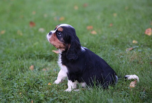 Kavaliera Kinga Čarlza Spaniels (6 foto no 6)