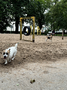 Uus kodu kahele Jack Russellile (2 foto / 2)