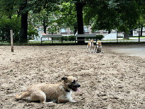 Jack Russelli terjer otsib uut kodu (2 foto / 2)