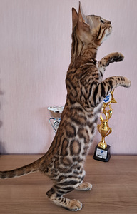 Бенгальские котята (3 фото из 6)
