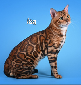 Бенгальские котята (6 фото из 6)