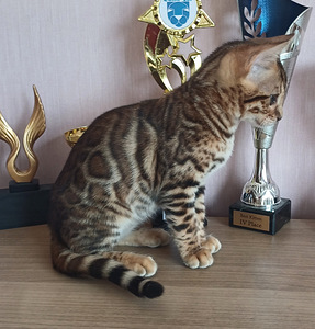 Bengal (1 foto / 9)