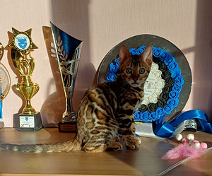Бенгальские котята (4 фото из 8)