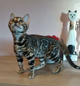 Бенгальские котята (5 фото из 8)