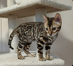 Бенгальские котята (6 фото из 8)