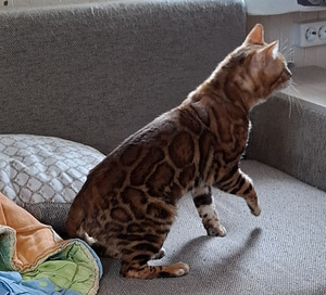 Bengali kass (1 foto / 2)