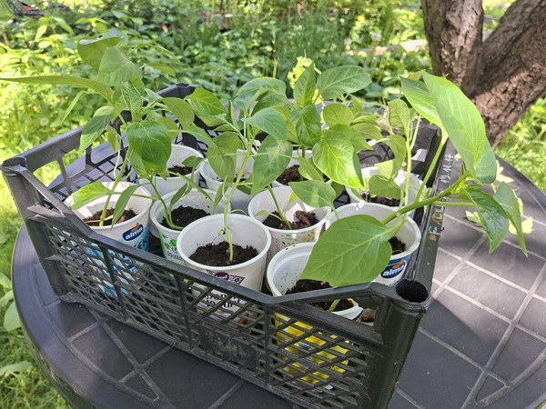 Paprika seemikud