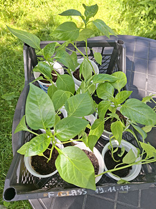 Paprika seemikud (2 foto / 3)