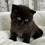 Британский котенок (фото #5)
