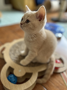 Британский котенок (3 фото из 5)