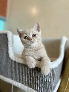 Британский котенок (2 фото из 5)