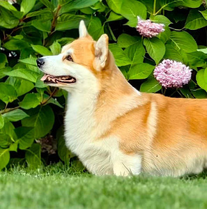 Welsh corgi pembroke EKL/FCI (10 foto / 10)