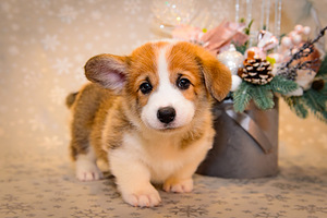 Welsh corgi pembroke EKL/FCI (7 foto / 10)