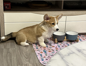 Welsh corgi pembroke (5 foto / 9)