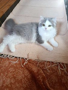 Kissanpentuja (6 valokuva sivusta 9)