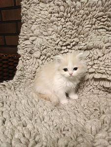 Kissanpentuja (8 valokuva sivusta 9)