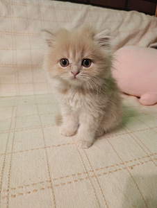 Kissanpentuja (9 valokuva sivusta 9)