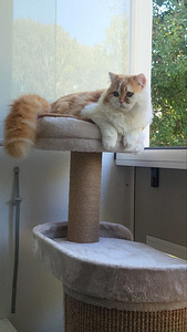 Ihanat kissanpennut (8 valokuva sivusta 8)