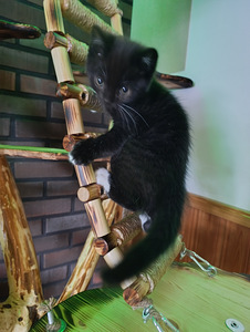 Sekarotuinen pennut (3 valokuva sivusta 4)