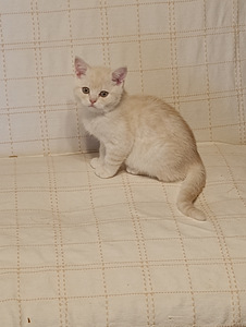 Söpöjä pentuja (2 valokuva sivusta 9)