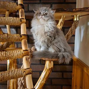 Söpöjä pentuja (6 valokuva sivusta 9)