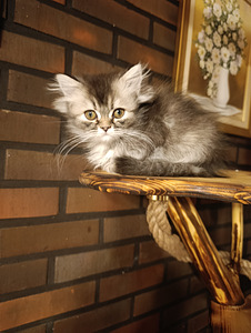 Söpöjä pentuja (7 valokuva sivusta 9)