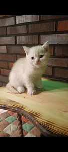 Söpöjä pentuja (9 valokuva sivusta 9)