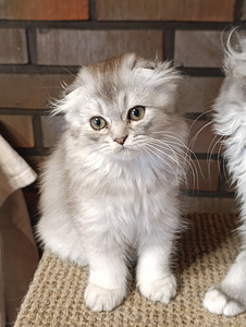 Söpöjä pentuja (8 valokuva sivusta 9)