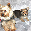 Yorkie-Pom Puppies For Sale (foto #4)