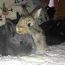 Крольчат (фото #1)