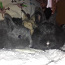 Крольчат (фото #2)