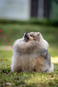Kaity Grooming - lemmiklooma karvahooldus (1 foto / 1)