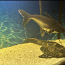 Suured akvaariumi kalad (foto #1)