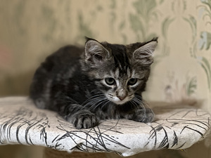 Котята Мейн Кун (1 фото из 2)