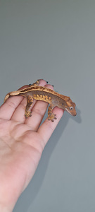 Crested gecko (3 foto no 6)