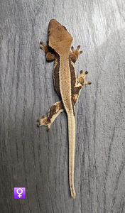 Crested gecko (7 foto / 10)