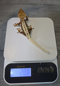 Crested gecko (2 foto / 9)