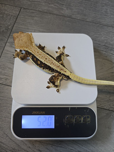 Crested gecko (5 foto / 9)