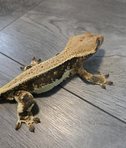 Crested gecko (6 foto / 9)