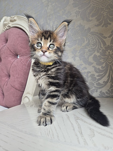Maincoon girl (3 foto / 5)