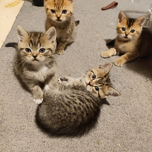 Kissanpennut (2 valokuva sivusta 4)