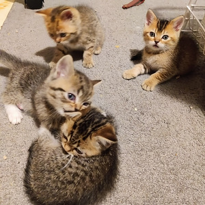 Kissanpennut (3 valokuva sivusta 4)