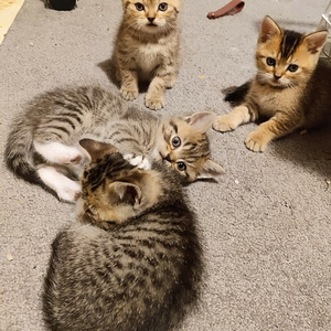 Kissanpennut (4 valokuva sivusta 4)