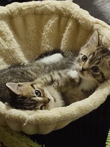 Kissanpennut (2 valokuva sivusta 3)