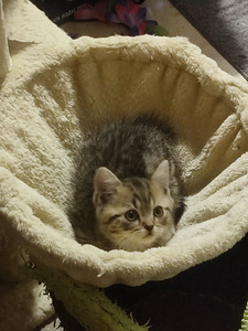 Kissanpennut (3 valokuva sivusta 3)