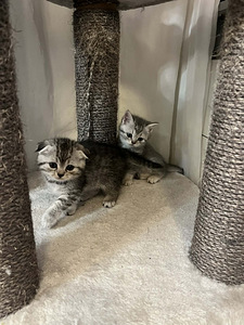 Kissanpennut (2 valokuva sivusta 4)