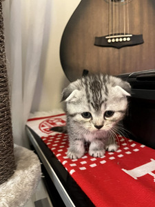 Kissanpennut (3 valokuva sivusta 4)