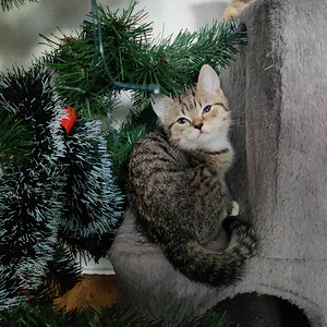 Kissanpennut (1 valokuva sivusta 1)