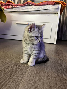 Kissa (2 valokuva sivusta 2)